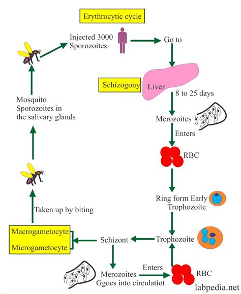 [BIG SPOILERS] Help Me Understand One Part About Parasite